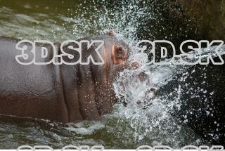 Hippo baby 0044